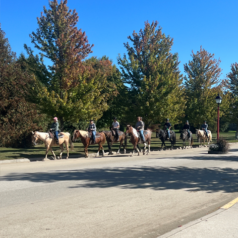 horse traffic jam