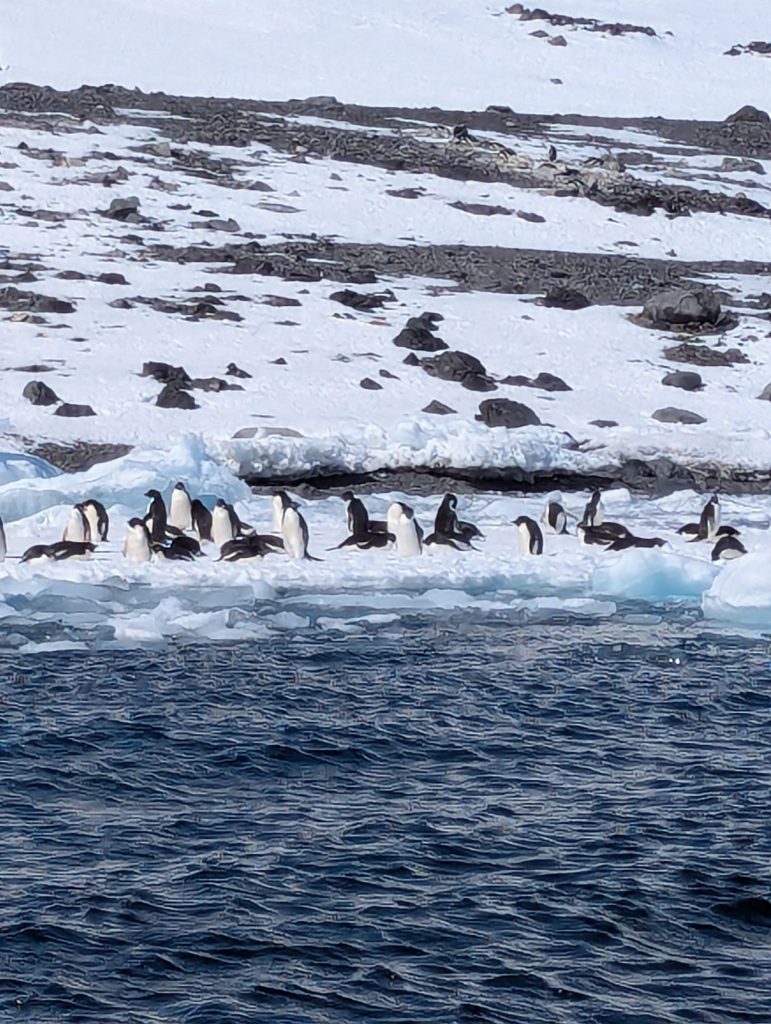 Antarctica penguins