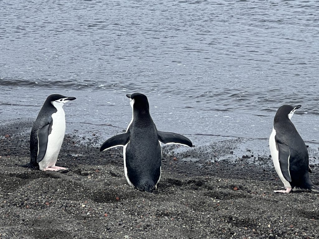 penguins