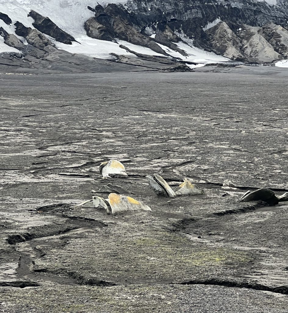 whale bones