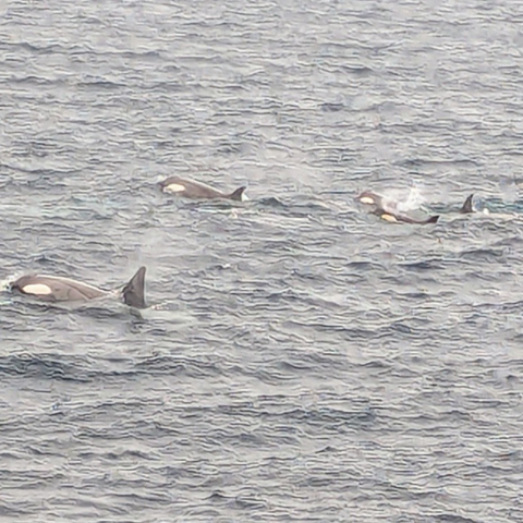 Antarctic Cruise: Orcas!